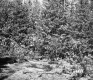 Gallup Property Forestland Between Berlin and Barre