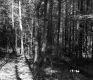 Gallup Property Forestland Between Berlin and Barre