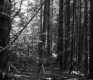 Gallup Property Forestland Between Berlin and Barre