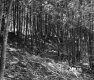 Gallup Property Forestland Between Berlin and Barre