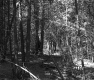 Gallup Property Forestland Between Berlin and Barre