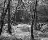 Gallup Property Forestland Between Berlin and Barre
