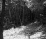 Gallup Property Forestland Between Berlin and Barre