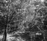 Gallup Property Forestland Between Berlin and Barre