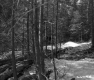 Barrows Property, View through Trees