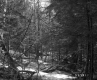 Barrows Property, View through Trees