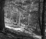 Barrows Property, View through Trees