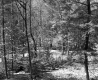 Barrows Property, View through Trees