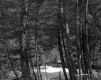 Barrows Property, View through Trees