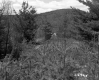 Barrows Property, View through Trees