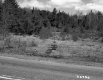 Barrows Property, View toward Forest