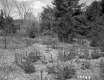 Barrows Property, Trees and Shrubs