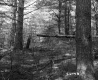 Barrows Property, View through Trees