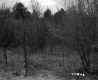 Barrows Property, Forest