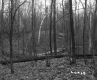 View through Trees