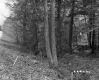 Blodgett Property, View through Trees