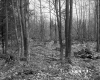 Blodgett Property, View through Trees
