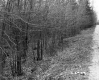 Blodgett Property, View through Trees