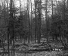 Blodgett Property, View through Trees