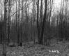 Blodgett Property, View through Trees