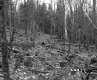 Blodgett Property, Logging in Forest
