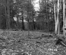 Blodgett Property, View through Trees