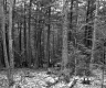 Blodgett Property, View through Trees