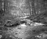 Blodgett Property, Forest Stream