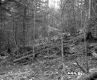 Blodgett Property, Logging in Forest