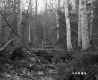 Blodgett Property, Logging in Forest