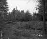 Blodgett Property, Logging in Forest