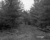 Blodgett Property, Logging in Forest