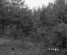 Blodgett Property, View through Trees