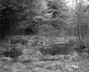 Blodgett Property, View through Trees