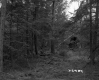 Blodgett Property, View through Trees