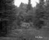 Blodgett Property, View through Trees