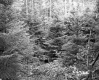 Blodgett Property, View through Trees