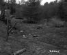 Spear Property, Shrubs and Trees