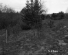 Spear Property, Shrubs and Trees