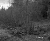 Spear Property, View through Trees