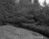 Spear Property, View toward Forest