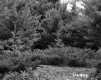 Spear Property, View through Trees