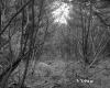 Spear Property, View through Trees