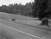 Tenney Property, Farm Fields