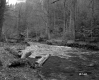 Tenney Property, Creek through Forest