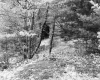Tenney Property, Forest View