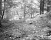 Tenney Property, Forest View