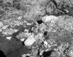 Bradish Property, Spring