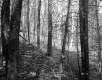 Stevens Property, Forest View