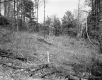 Stevens Property, Forest View
